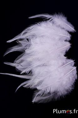 Boa en plumes de coq - 10 cm - blanc 